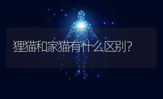 狸猫和家猫有什么区别？ | 动物养殖问答