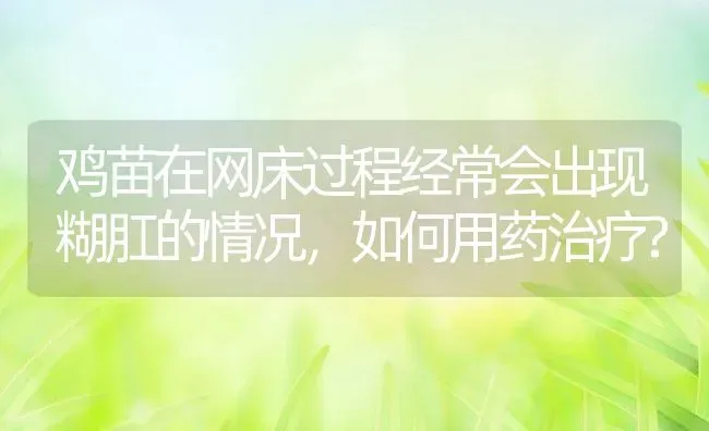 鸡苗在网床过程经常会出现糊肛的情况，如何用药治疗? | 动物养殖百科