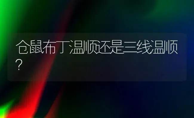 仓鼠布丁温顺还是三线温顺？ | 动物养殖问答