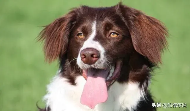 比熊犬讨厌主人的表现,狗狗讨厌主人的表现有哪些？