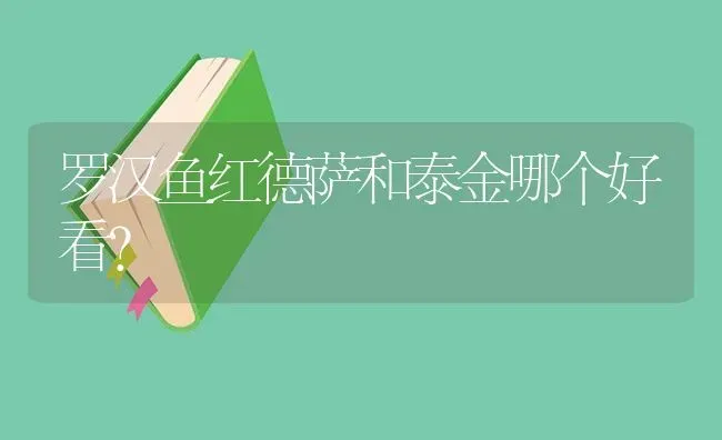 罗汉鱼红德萨和泰金哪个好看？ | 鱼类宠物饲养