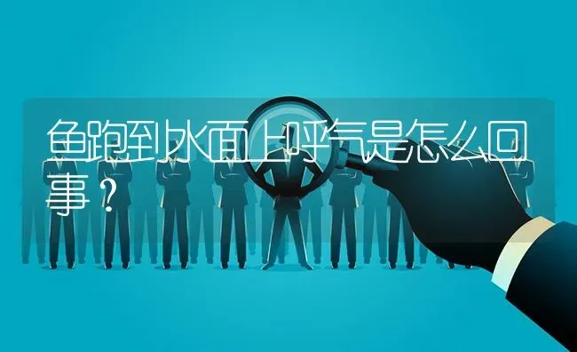 鱼跑到水面上呼气是怎么回事？ | 鱼类宠物饲养