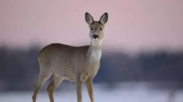 狍子养殖技术，需定时定量喂食