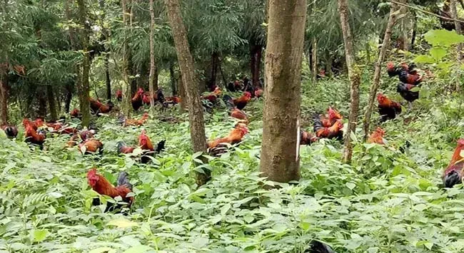 选择生态养殖鸡 这几点要注意！