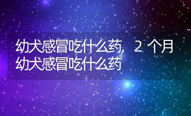 幼犬感冒吃什么药,2个月幼犬感冒吃什么药 | 宠物百科知识