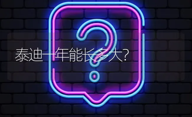 泰迪一年能长多大？ | 动物养殖问答