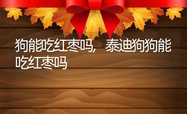 狗能吃红枣吗,泰迪狗狗能吃红枣吗 | 宠物百科知识