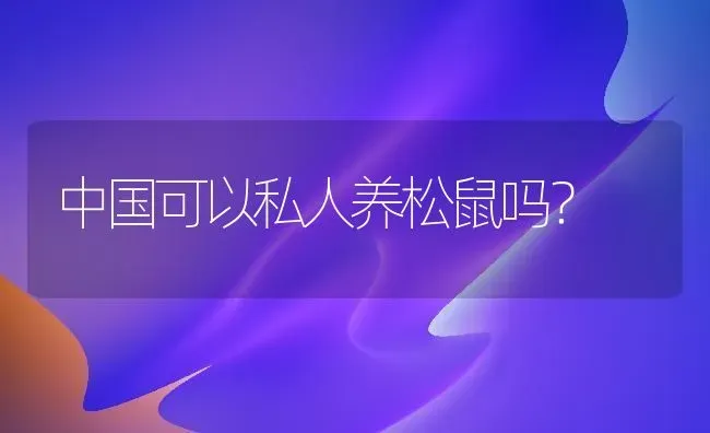 中国可以私人养松鼠吗？ | 动物养殖问答