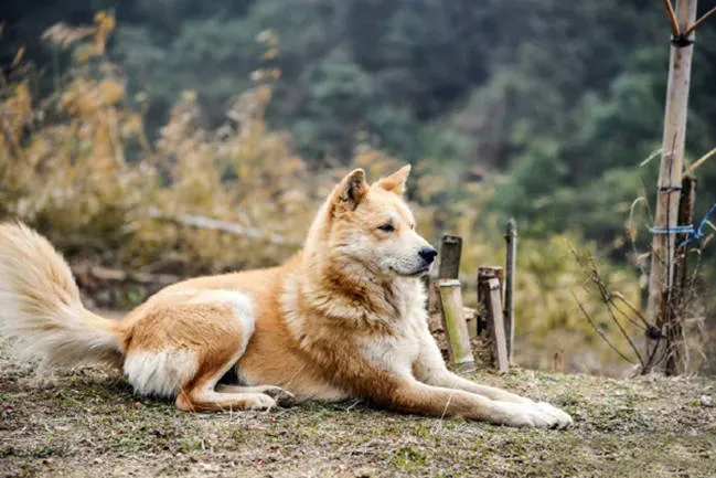 保护主人意识最强的狗,史宾格和边牧哪个更护主？