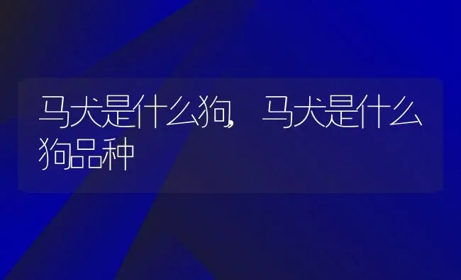 马犬是什么狗,马犬是什么狗品种 | 宠物百科知识