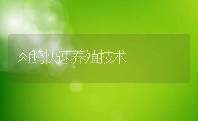 肉鹅快速养殖技术 | 动物养殖饲料