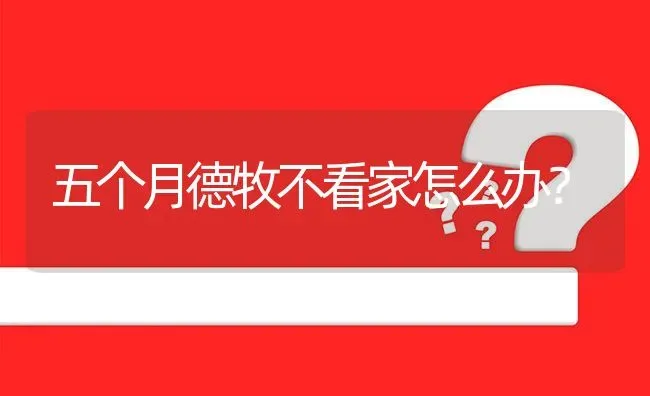 五个月德牧不看家怎么办？ | 动物养殖问答