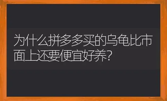 为什么拼多多买的乌龟比市面上还要便宜好养？ | 动物养殖问答