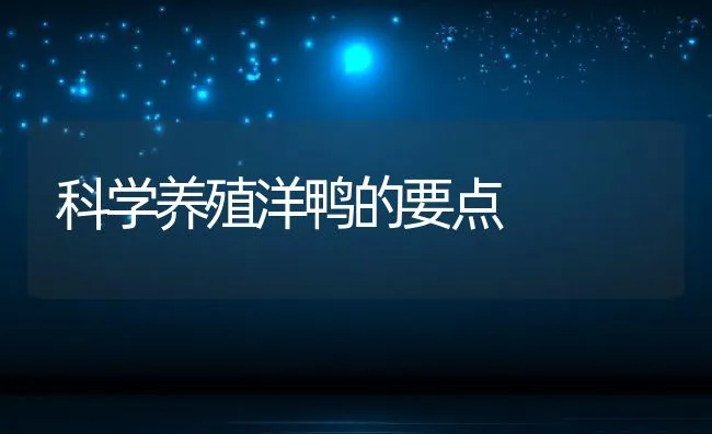 科学养殖洋鸭的要点 | 动物养殖饲料