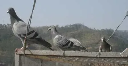 养殖信鸽冬季繁殖的经验