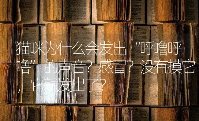 猫咪为什么会发出“呼噜呼噜”的声音？感冒？没有摸它，它就发出了？ | 动物养殖问答