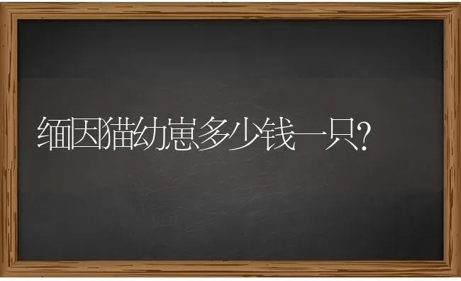 缅因猫幼崽多少钱一只？ | 动物养殖问答