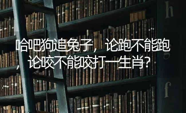 哈吧狗追兔子，论跑不能跑，论咬不能咬打一生肖？ | 动物养殖问答