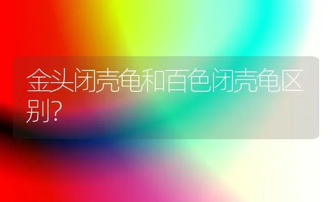 金头闭壳龟和百色闭壳龟区别？ | 动物养殖问答