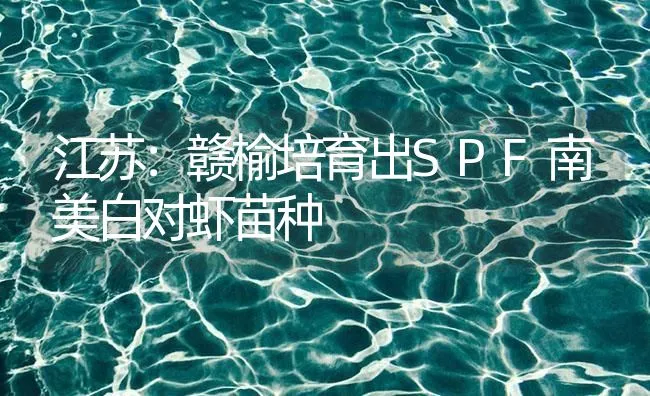 江苏：赣榆培育出SPF南美白对虾苗种 | 海水养殖技术