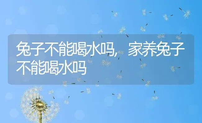 兔子不能喝水吗,家养兔子不能喝水吗 | 宠物百科知识