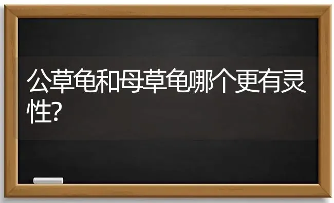 公草龟和母草龟哪个更有灵性？ | 动物养殖问答