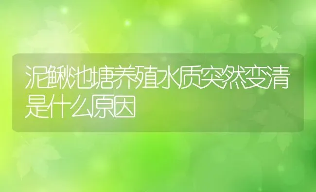 泥鳅池塘养殖水质突然变清是什么原因 | 动物养殖百科