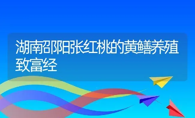 湖南邵阳张红桃的黄鳝养殖致富经 | 动物养殖百科