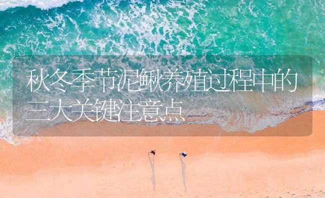 秋冬季节泥鳅养殖过程中的三大关键注意点 | 海水养殖技术