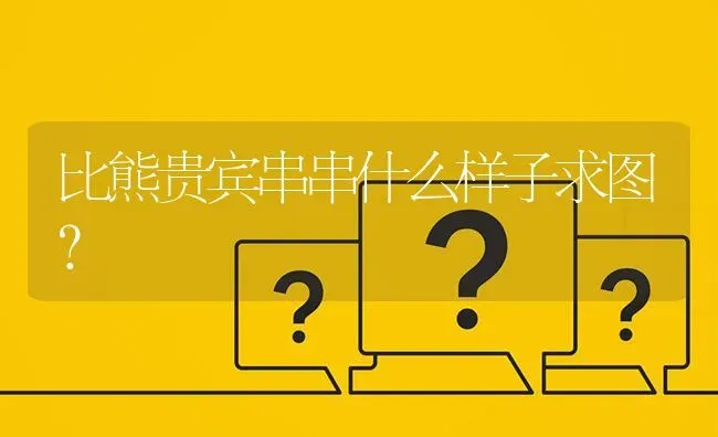 比熊贵宾串串什么样子求图？ | 动物养殖问答