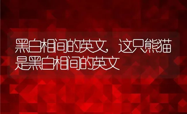 黑白相间的英文,这只熊猫是黑白相间的英文 | 宠物百科知识