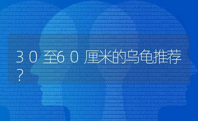 30至60厘米的乌龟推荐？ | 动物养殖问答