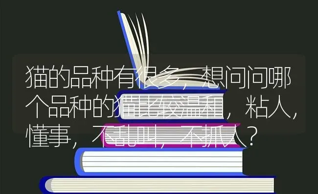 猫的品种有很多，想问问哪个品种的猫比较温和，粘人，懂事，不乱叫，不抓人？ | 动物养殖问答