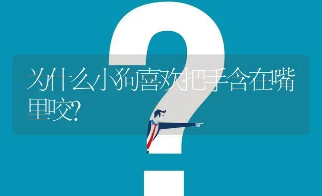 为什么小狗喜欢把手含在嘴里咬？ | 动物养殖问答