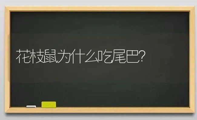 花枝鼠为什么吃尾巴？ | 动物养殖问答