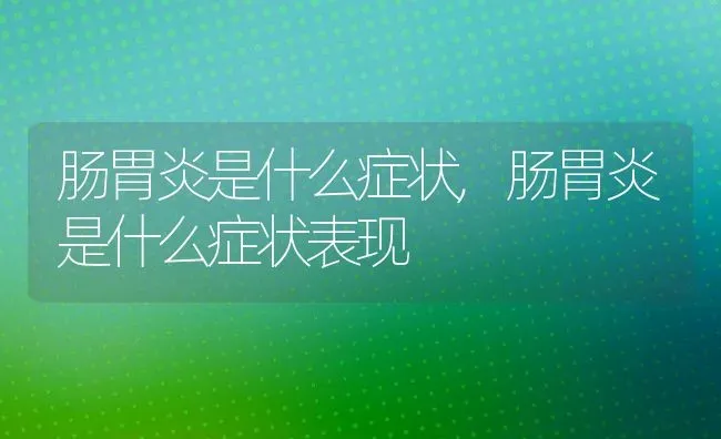 肠胃炎是什么症状,肠胃炎是什么症状表现 | 宠物百科知识