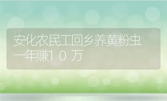 安化农民工回乡养黄粉虫 一年赚10万 | 动物养殖教程