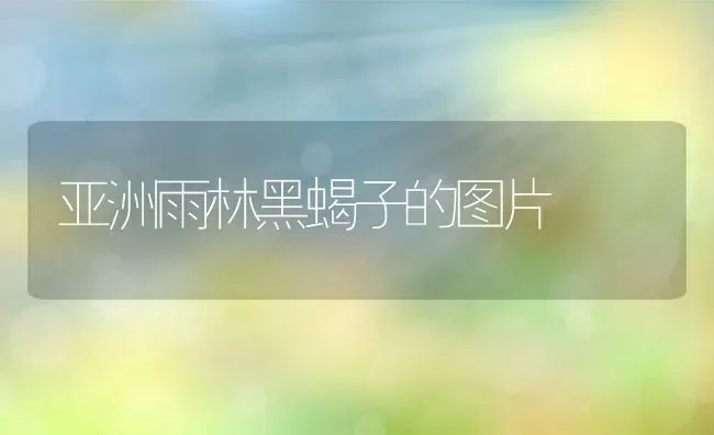 亚洲雨林黑蝎子的图片 | 动物养殖百科