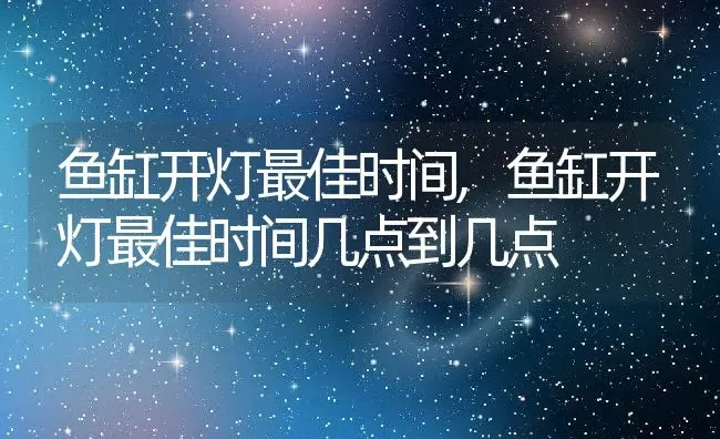 鱼缸开灯最佳时间,鱼缸开灯最佳时间几点到几点 | 宠物百科知识