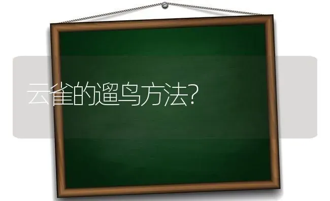 云雀的遛鸟方法？ | 动物养殖问答