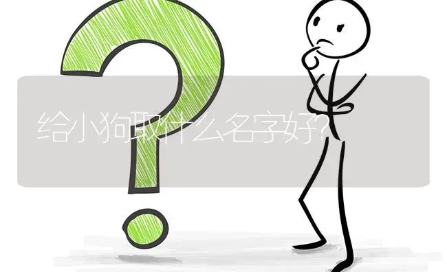 给小狗取什么名字好？ | 动物养殖问答