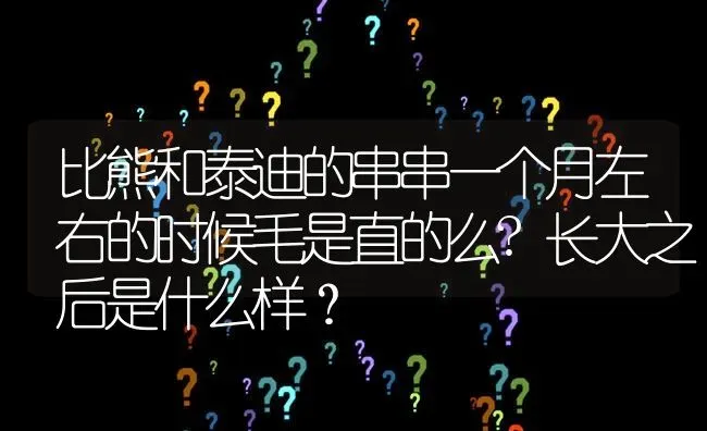 比熊和泰迪的串串一个月左右的时候毛是直的么?长大之后是什么样？ | 动物养殖问答