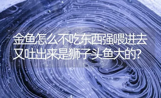 金鱼怎么不吃东西强喂进去又吐出来是狮子头鱼大的？ | 鱼类宠物饲养