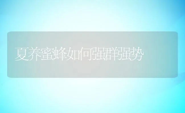 夏养蜜蜂如何强群强势 | 动物养殖学堂