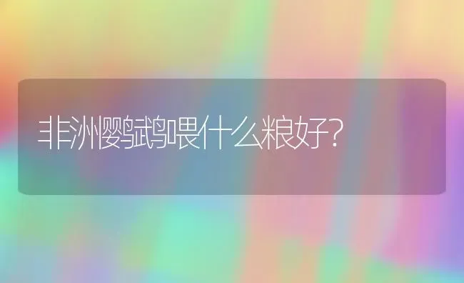 非洲鹦鹉喂什么粮好？ | 动物养殖问答