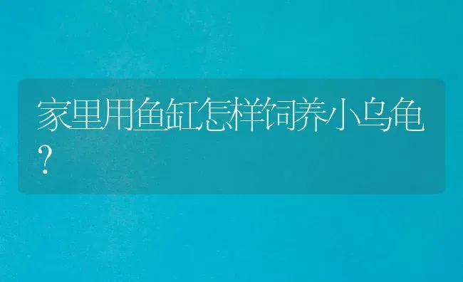 家里用鱼缸怎样饲养小乌龟？ | 动物养殖问答