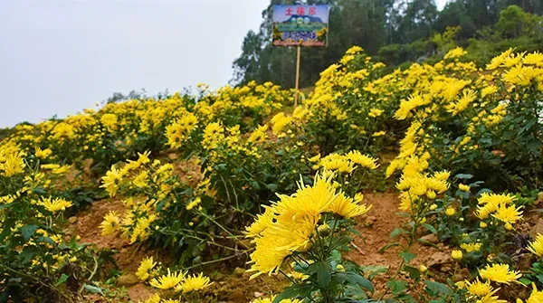 菊花什么时候开花？如何延长菊花花期？