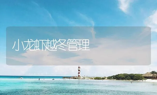 小龙虾越冬管理 | 海水养殖技术