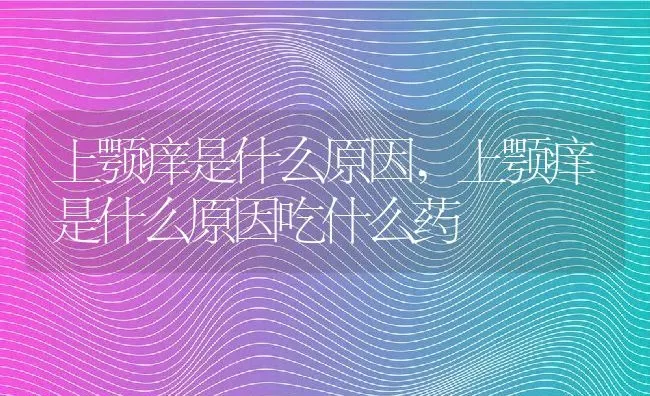 上颚痒是什么原因,上颚痒是什么原因吃什么药 | 宠物百科知识