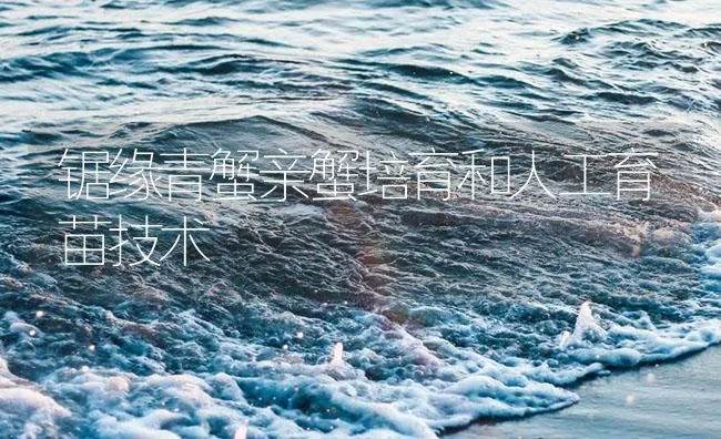 锯缘青蟹亲蟹培育和人工育苗技术 | 海水养殖技术